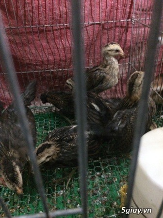 Chuyên cung cấp gà tre mỹ rặc từ 1 tháng đến trưởng thành(Bổn Dinhlap) - 24