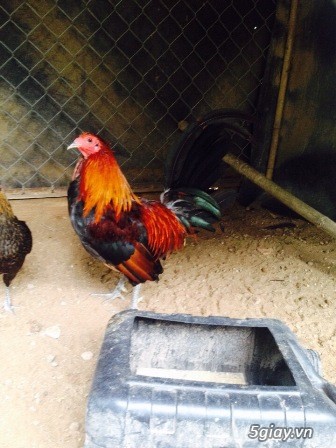 Chuyên cung cấp gà tre mỹ rặc từ 1 tháng đến trưởng thành(Bổn Dinhlap) - 7