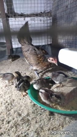 Chuyên cung cấp gà tre mỹ rặc từ 1 tháng đến trưởng thành(Bổn Dinhlap) - 21