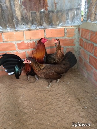 Chuyên cung cấp gà tre mỹ rặc từ 1 tháng đến trưởng thành(Bổn Dinhlap) - 11