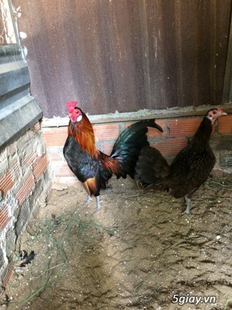 Chuyên cung cấp gà tre mỹ rặc từ 1 tháng đến trưởng thành(Bổn Dinhlap) - 13