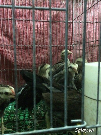 Chuyên cung cấp gà tre mỹ rặc từ 1 tháng đến trưởng thành(Bổn Dinhlap) - 26