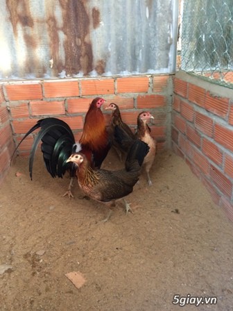 Chuyên cung cấp gà tre mỹ rặc từ 1 tháng đến trưởng thành(Bổn Dinhlap) - 9