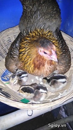 Chuyên cung cấp gà tre mỹ rặc từ 1 tháng đến trưởng thành(Bổn Dinhlap) - 23