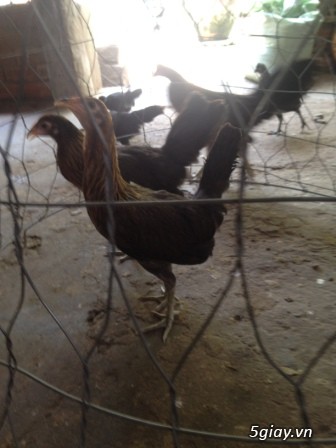 Chuyên cung cấp gà tre mỹ rặc từ 1 tháng đến trưởng thành(Bổn Dinhlap) - 20