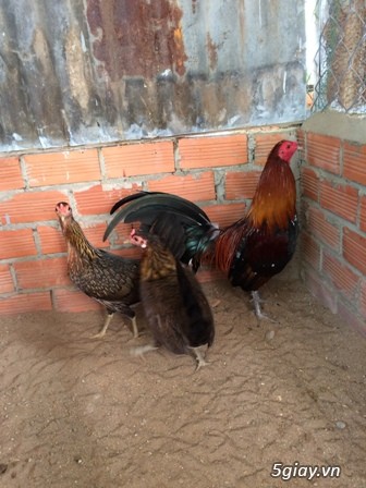 Chuyên cung cấp gà tre mỹ rặc từ 1 tháng đến trưởng thành(Bổn Dinhlap) - 10