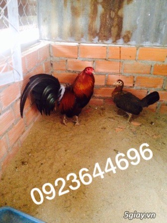 Chuyên cung cấp gà tre mỹ rặc từ 1 tháng đến trưởng thành(Bổn Dinhlap) - 6