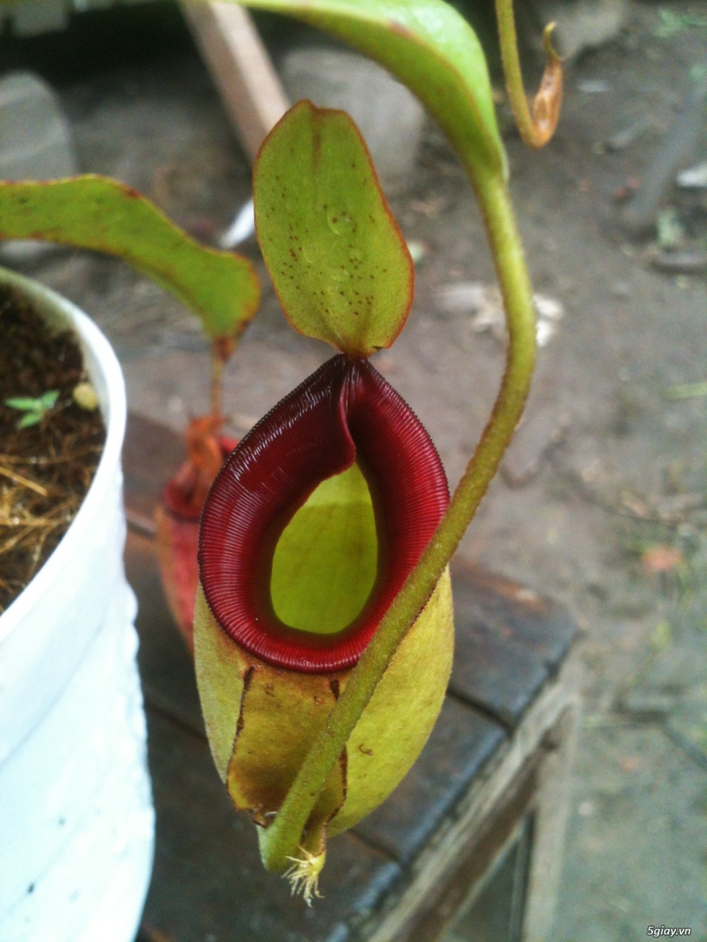 Cây bắt mồi - cây ăn thịt - cây bẫy kẹp - cây nắp ấm - 2