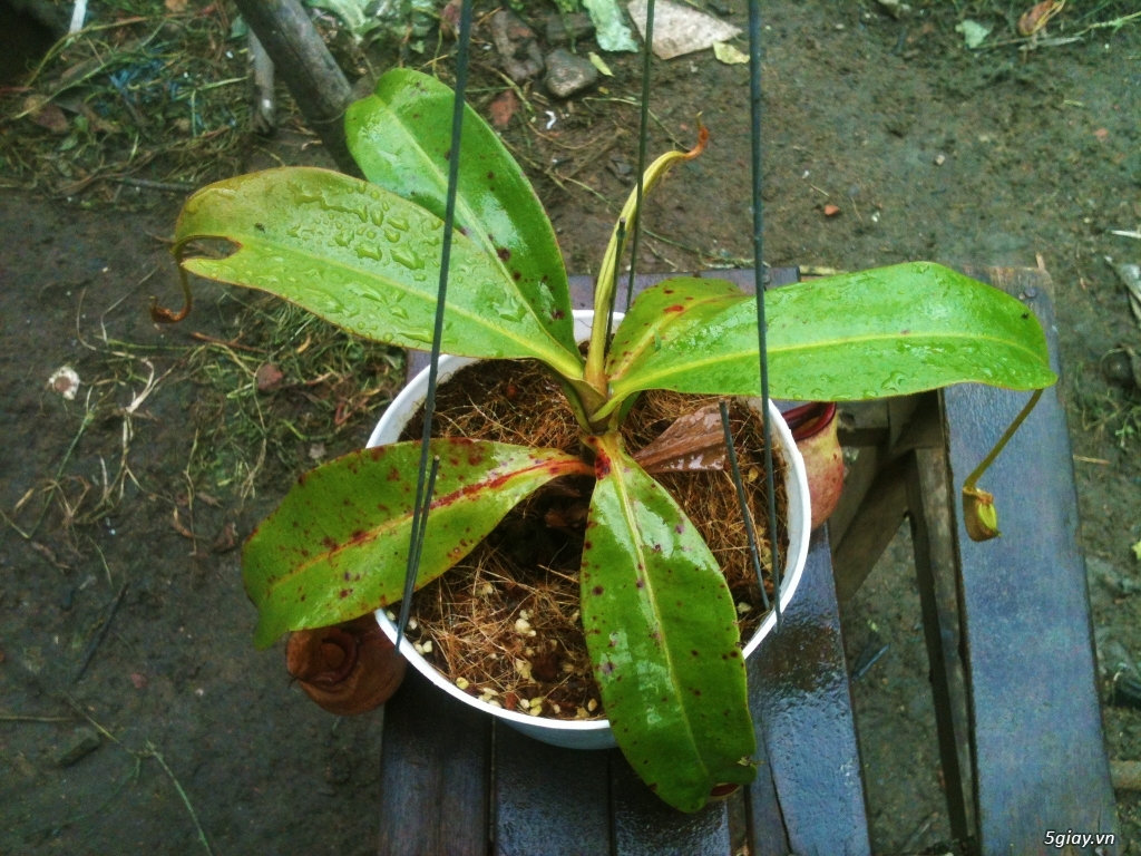 Cây bắt mồi - cây ăn thịt - cây bẫy kẹp - cây nắp ấm - 3
