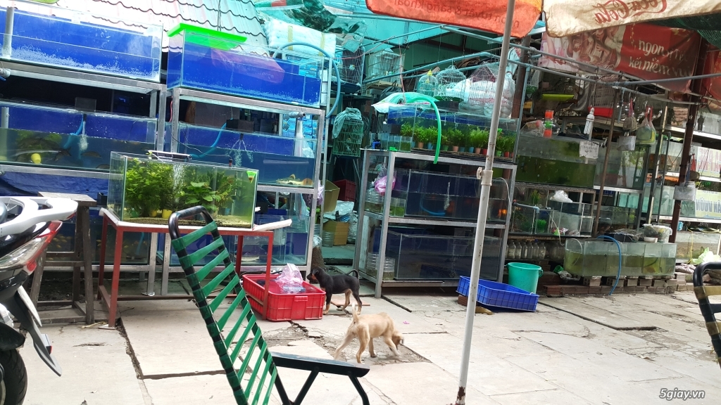 Tìm người giúp việc nhà - 1