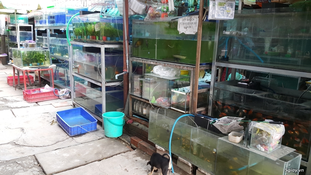Tìm người giúp việc nhà