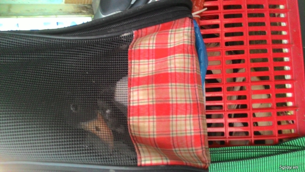 vịt uyên ương bình chánh bán buôn các loại vịt kiểng đẹp ngoại nhập