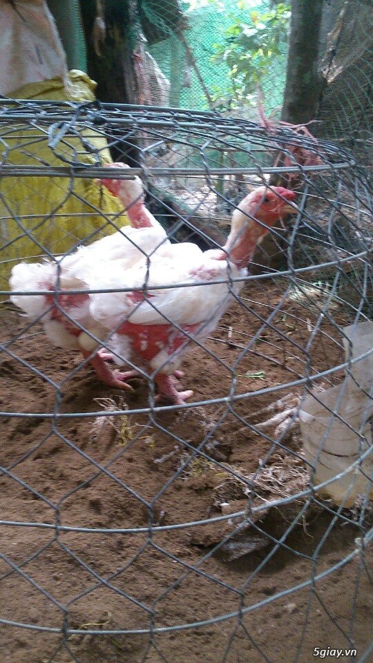 Bán gà đông tảo - đông cảo thịt tết 2017. 280k/kg - 2