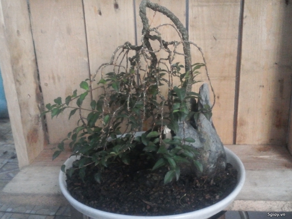 Gl hồng ngọc mai bonsai mini - 2