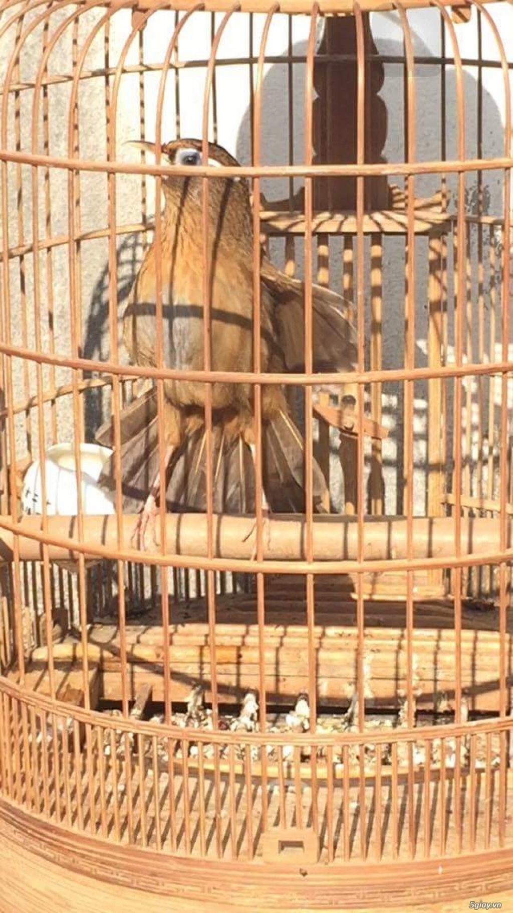 MI HÓT XÒE (GỐC LÀO CAI CHUẨN)