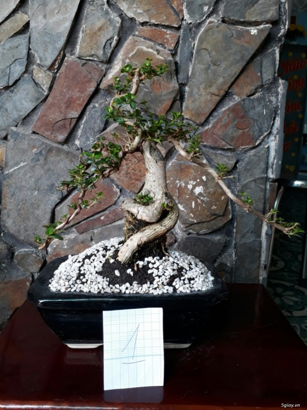 Cây sam hương đài loan bonsai mini - 2