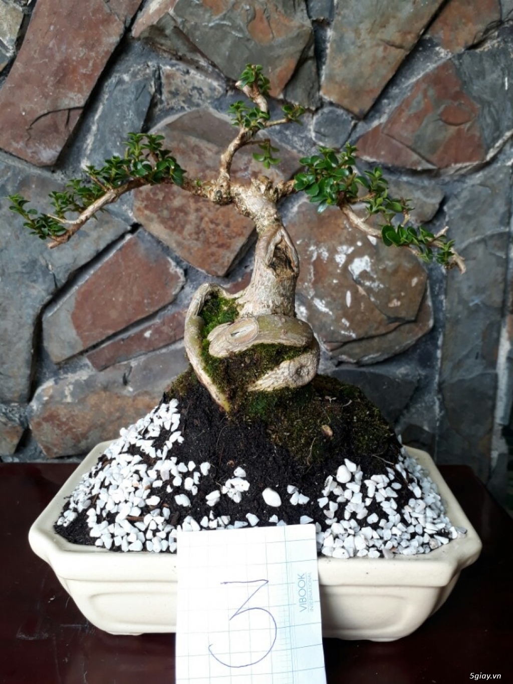 Cây sam hương đài loan bonsai mini - 4