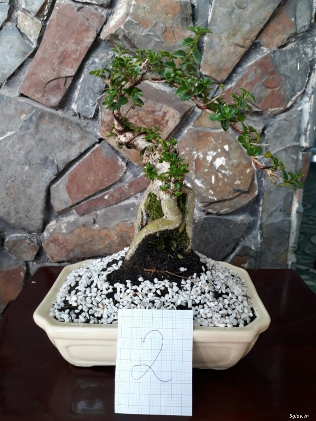 Cây sam hương đài loan bonsai mini - 3