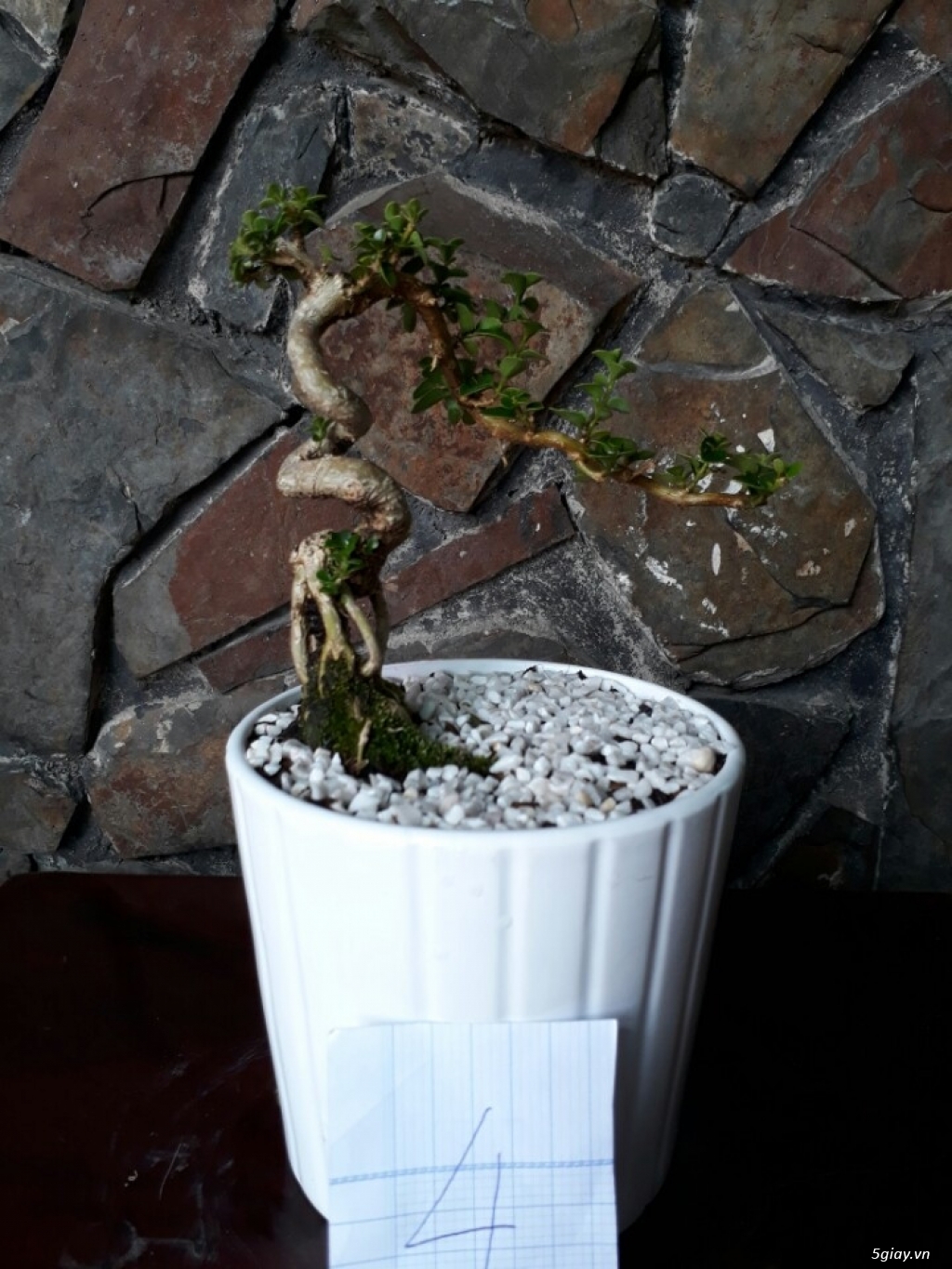 Cây sam hương đài loan bonsai mini - 5