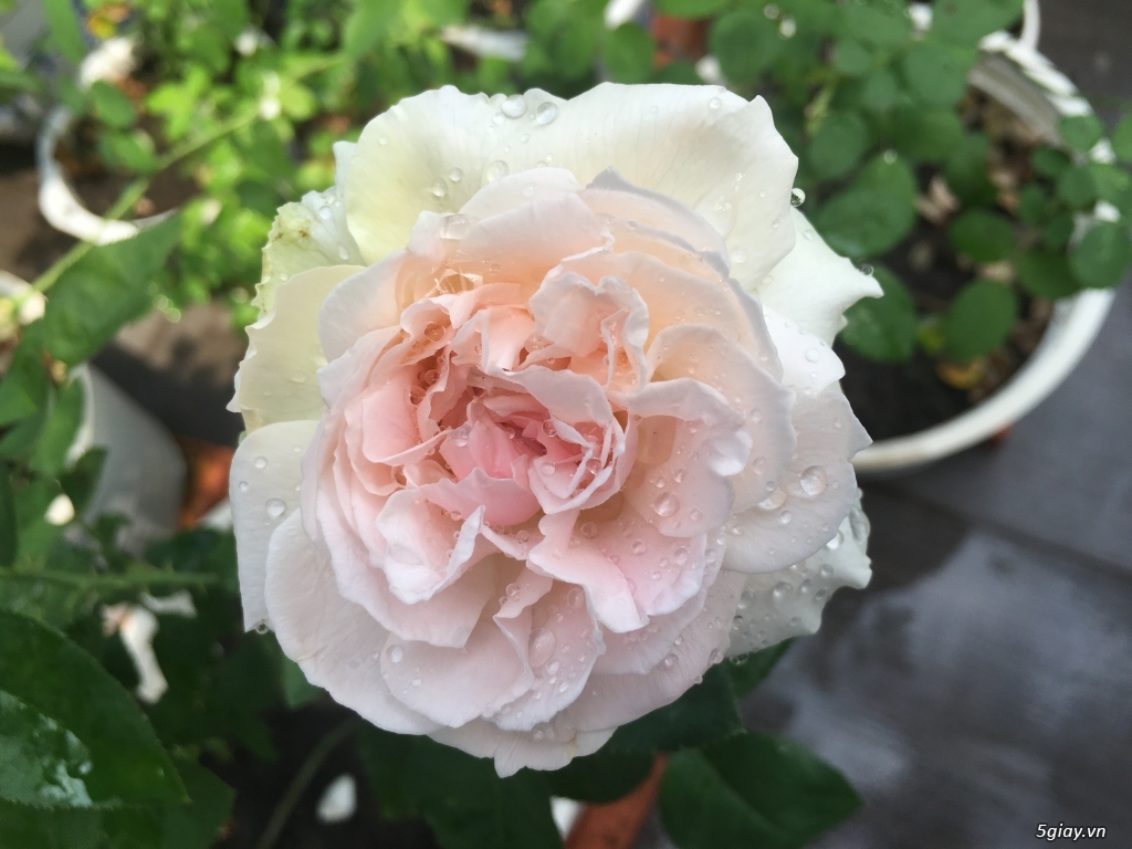 Hoa hồng ngoại - 8