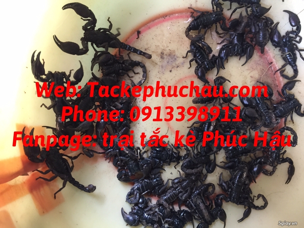 Bán bọ cạp giống giá sỉ tại tp hcm, 0913398911