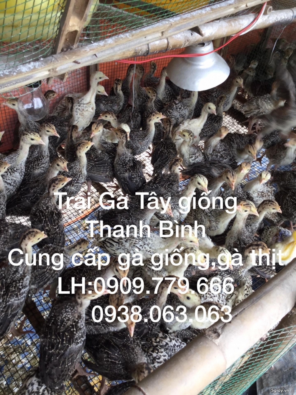 Trại gà tây(gà lôi) giống Thanh Bình.Chuyên cung cấp con giống LH:0909.779.666 - 14