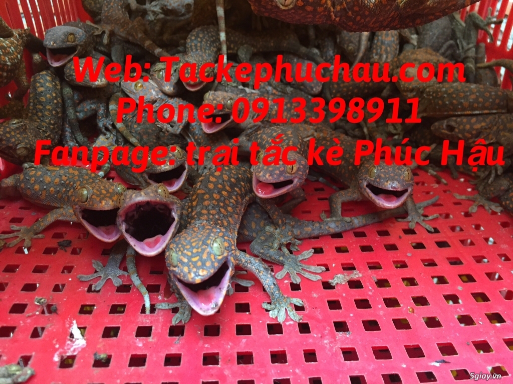 Bán bọ cạp giống giá sỉ tại tp hcm, 0913398911 - 3