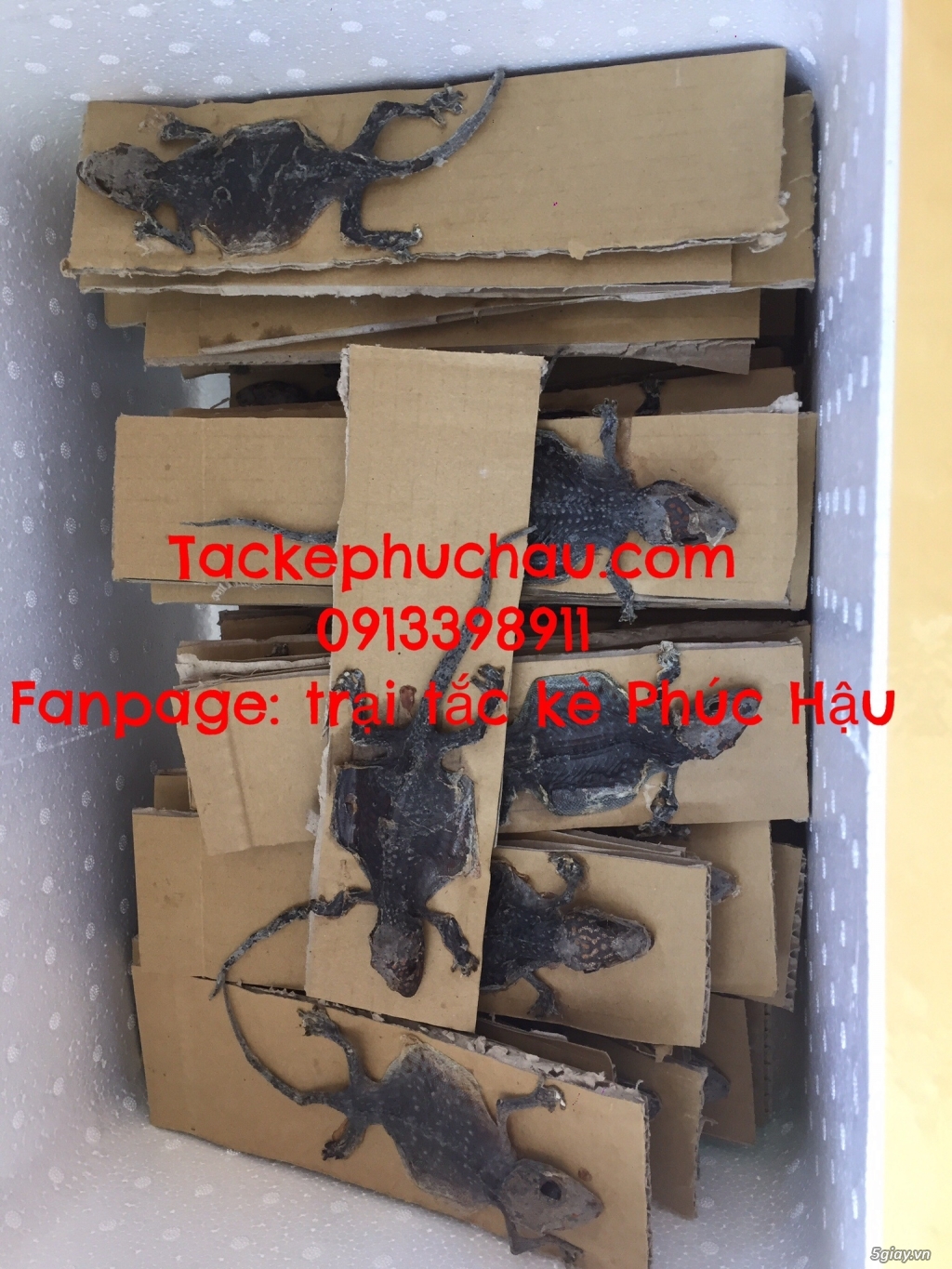 Bán bọ cạp giống giá sỉ tại tp hcm, 0913398911 - 1