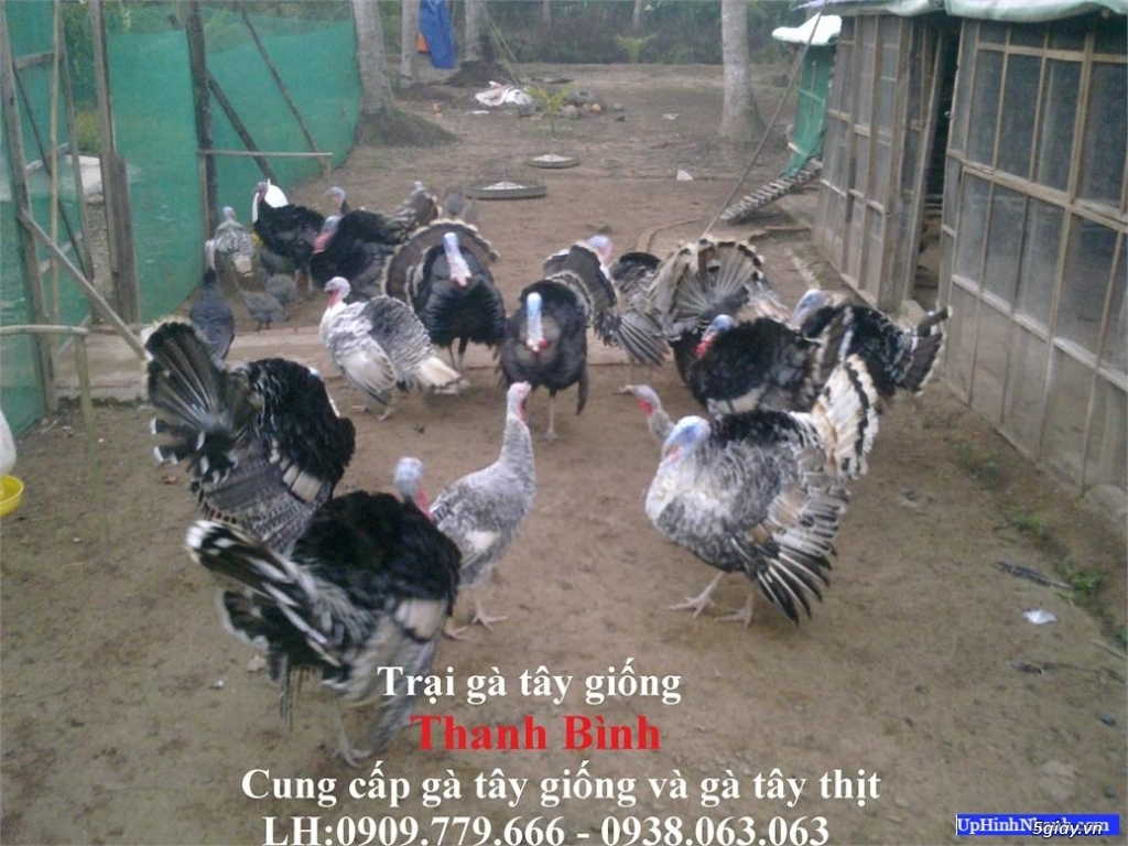 Trại gà tây(gà lôi) giống Thanh Bình.Chuyên cung cấp con giống LH:0909.779.666 - 7