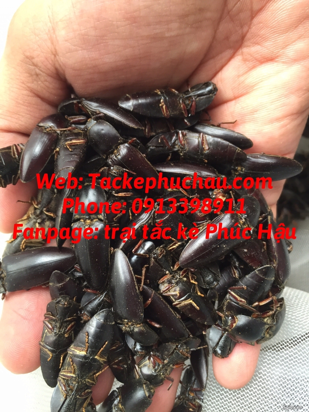 Bán bọ cạp giống giá sỉ tại tp hcm, 0913398911 - 4