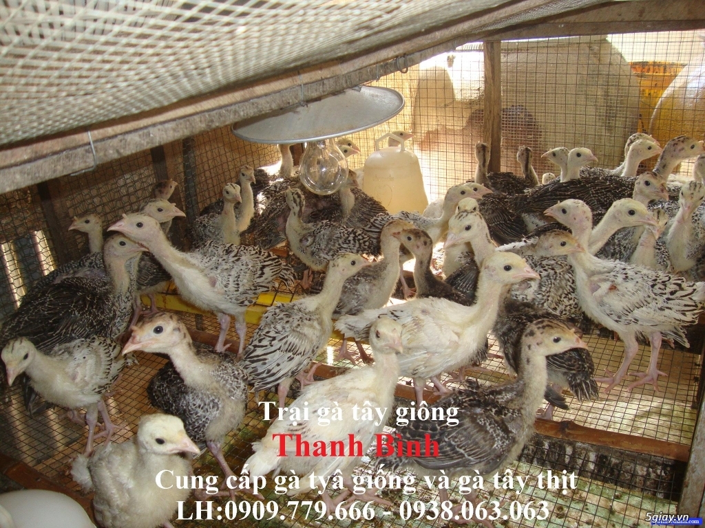Trại gà tây(gà lôi) giống Thanh Bình.Chuyên cung cấp con giống LH:0909.779.666 - 13