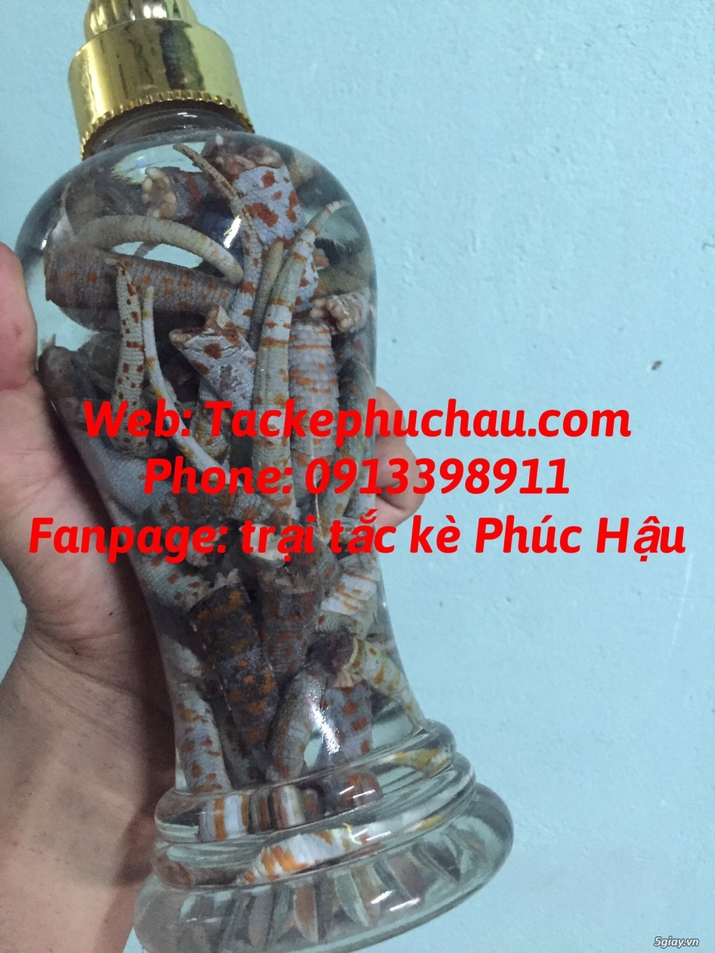 Bán bọ cạp giống giá sỉ tại tp hcm, 0913398911 - 2