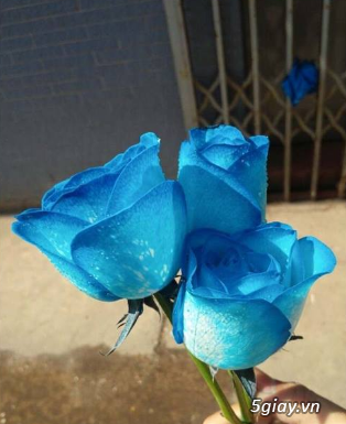 Hoa hồng xanh (hoa tươi) - Quốc tế Phụ Nữ 8/3 - Giao hàng tận nơi - 2