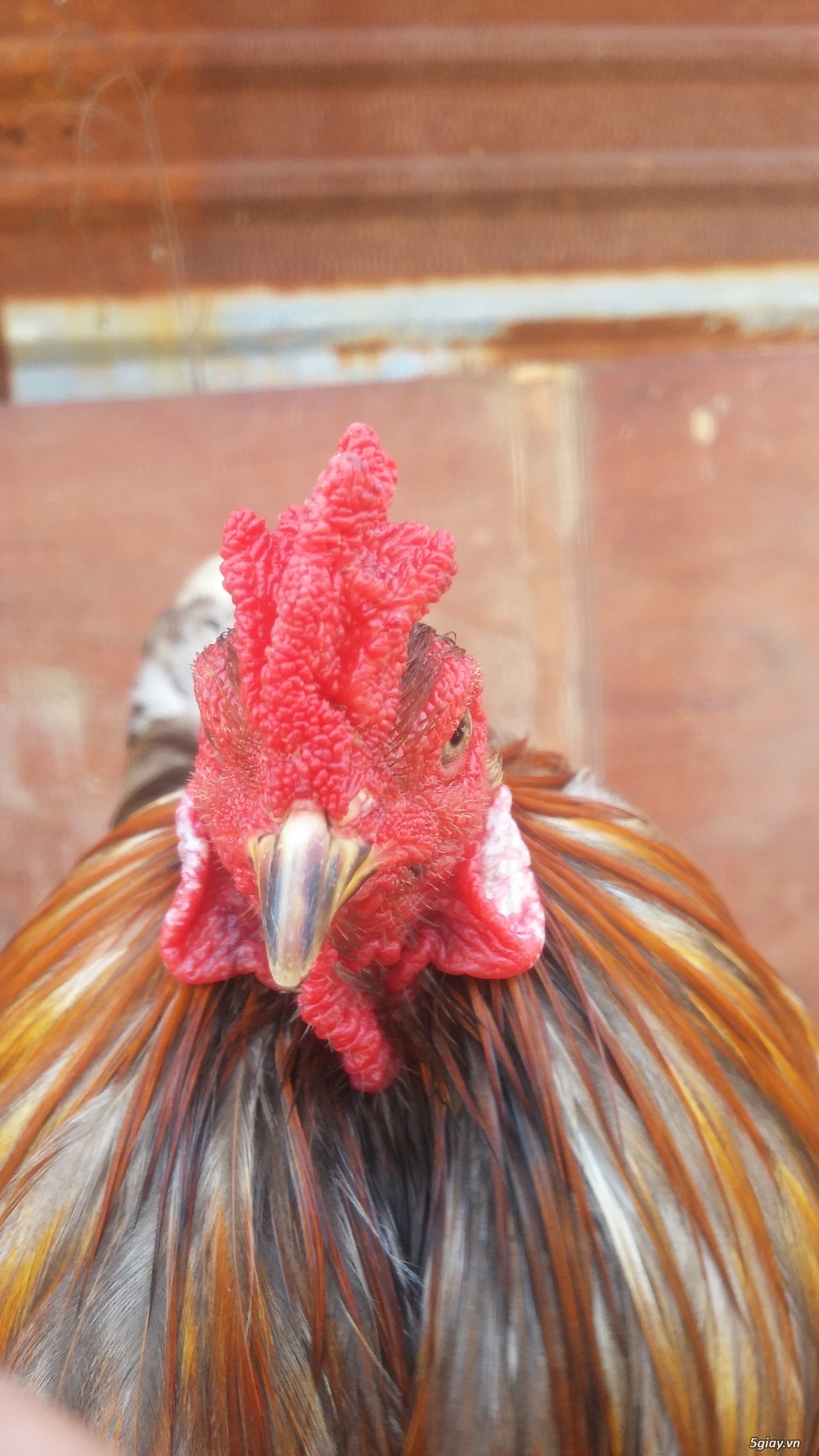Thanh lý hết  gà (ko còn đk để nuôi) - 4