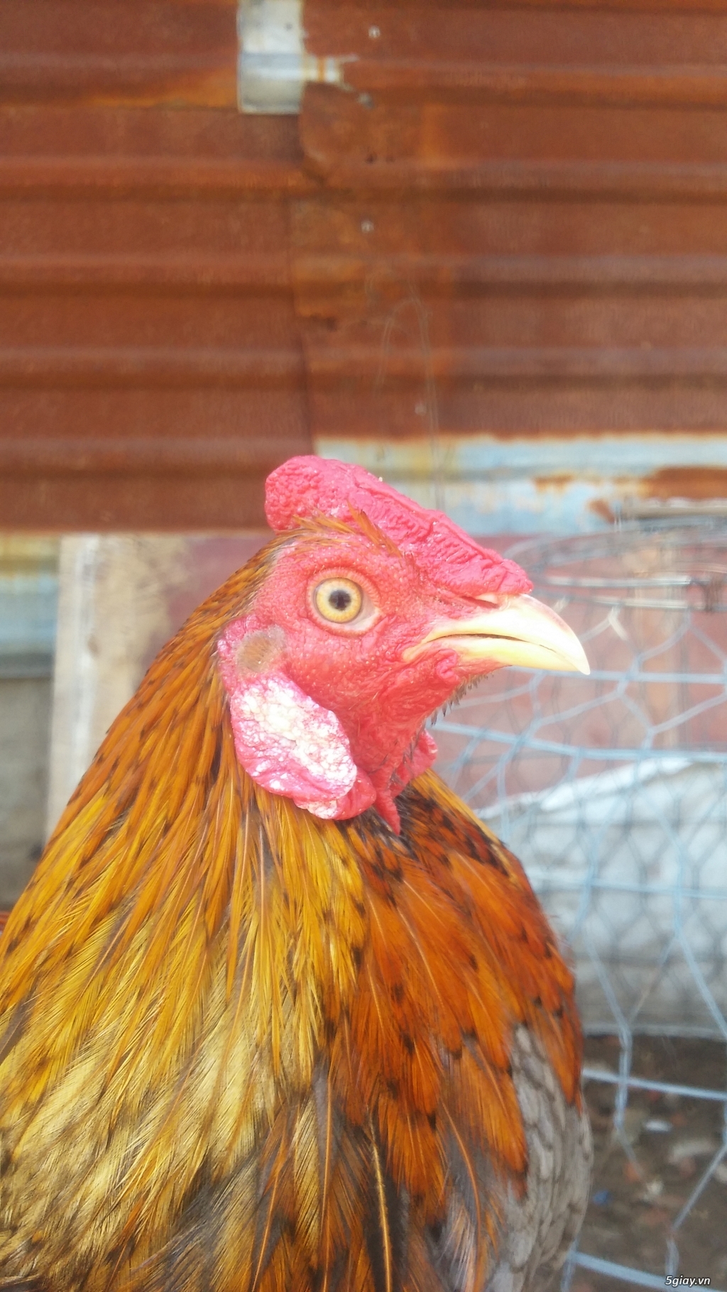 Thanh lý hết  gà (ko còn đk để nuôi)