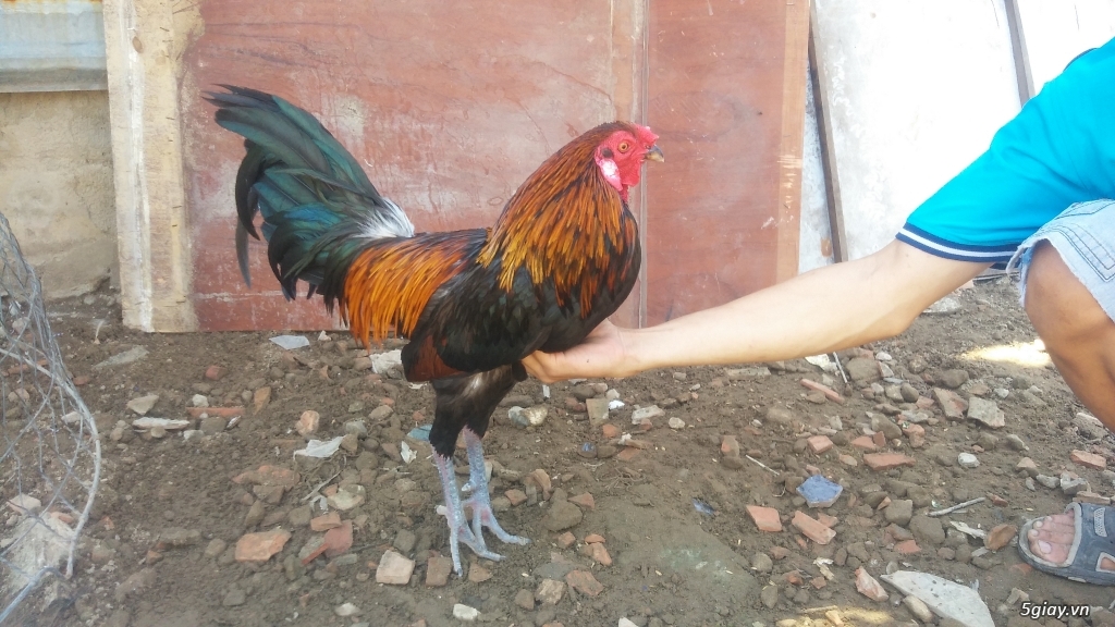 Thanh lý hết  gà (ko còn đk để nuôi) - 8