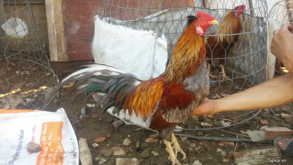 Thanh lý hết  gà (ko còn đk để nuôi) - 2