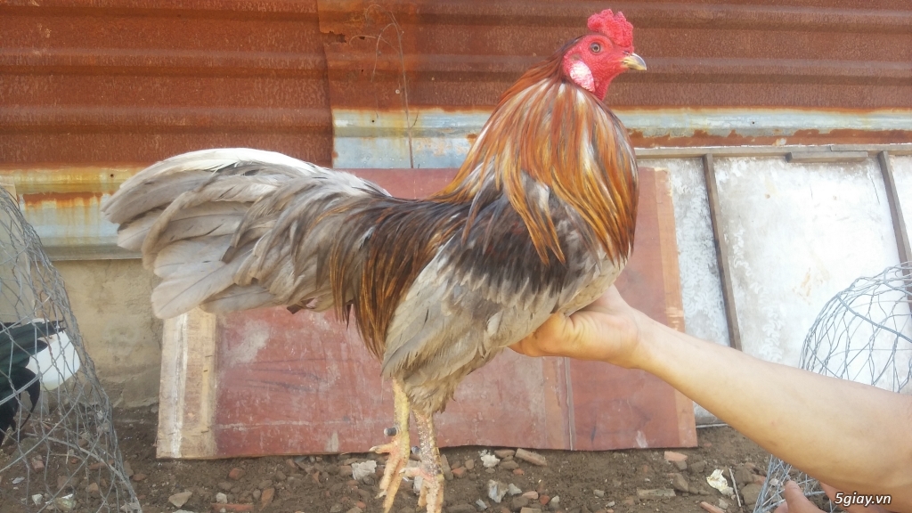 Thanh lý hết  gà (ko còn đk để nuôi) - 6