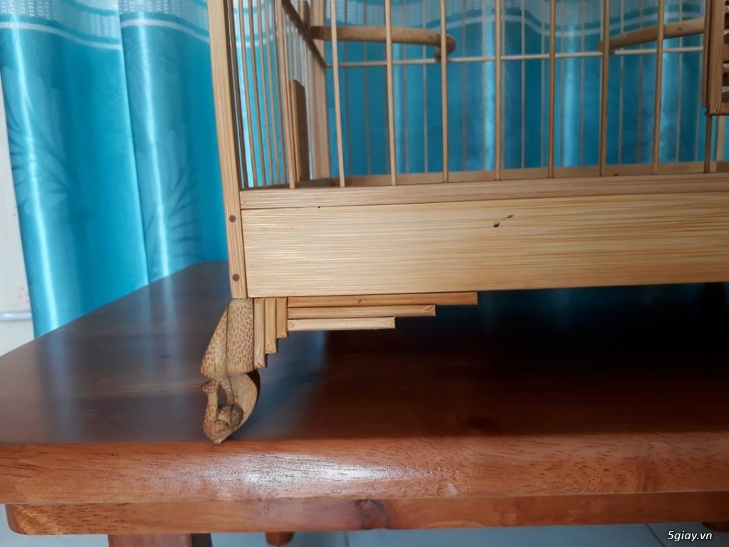 Lồng đấu chào mào tre già - 3