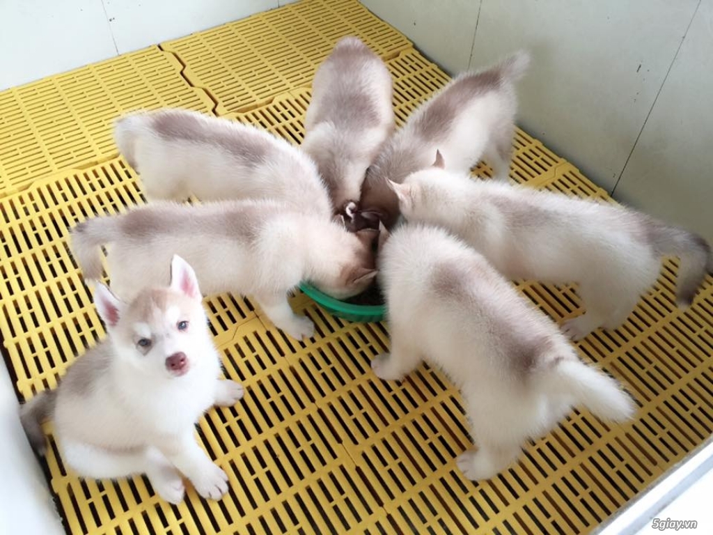 Nhận phối giống chó Alaska, Husky, Samoyed - 0914.296.996 - 5