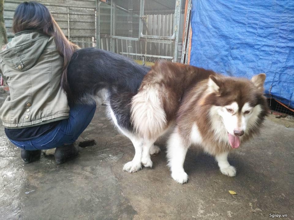 Nhận phối giống chó Alaska, Husky, Samoyed - 0914.296.996 - 6