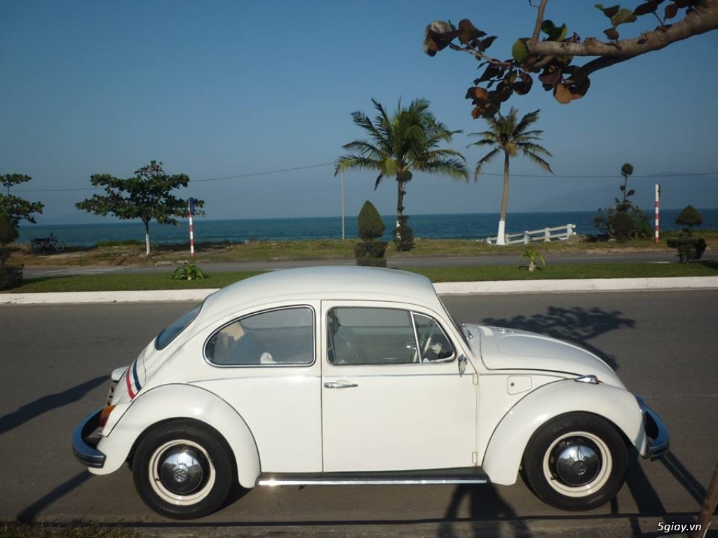 Chiêm ngưỡng dàn bọ già Volkswagen Beetle đủ sắc màu tại Hà Nội