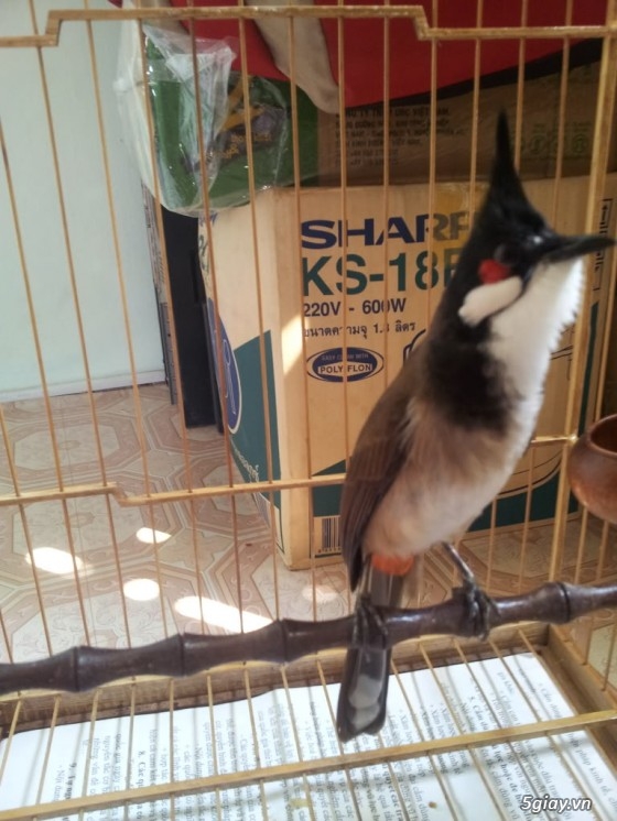 Chim - - Vip Chuyên Chào Mào Huế Hàng Thi Tuyển Đến Có Giải & Hàng Bổi  Tuyển Bao Trống Bao Hay | 5Giay
