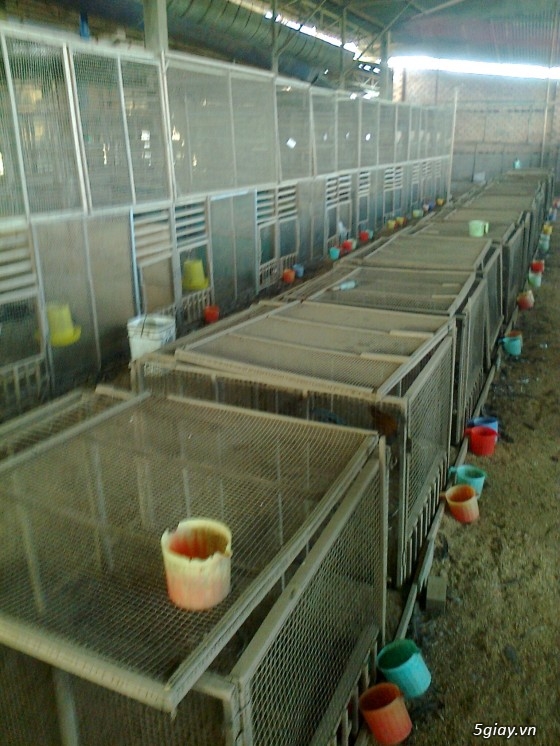 Gà - - Bán Gà Tre Lai Mỹ Đá Tiền Tại Đồng Nai | 5Giay