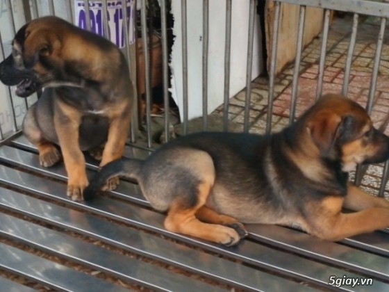 Chó - - tphcm bán bẹc giê lai , nhật lai ,pug ,poodle, đốm, fox hươu ...