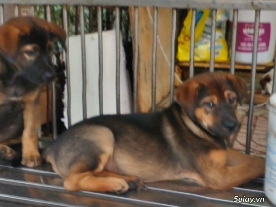 Chó - - tphcm bán bẹc giê lai , nhật lai ,pug ,poodle, đốm, fox hươu ...