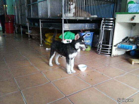 Chó - - tphcm bán bẹc giê lai , nhật lai ,pug ,poodle, đốm, fox hươu ...