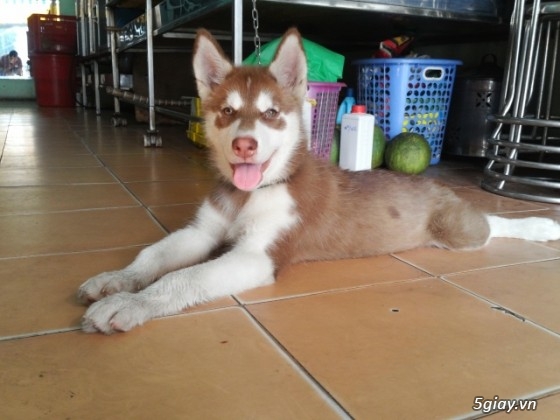 Chó - - tphcm bán bẹc giê lai , nhật lai ,pug ,poodle, đốm, fox hươu ...