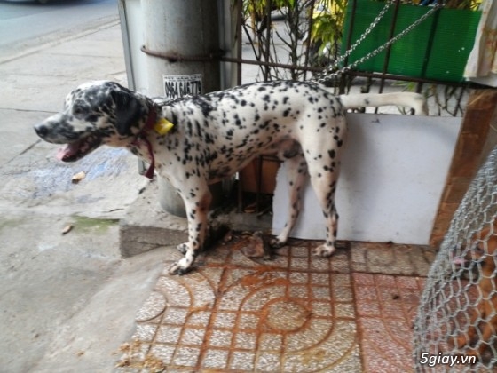 Chó - - tphcm bán bẹc giê lai , nhật lai ,pug ,poodle, đốm, fox hươu ...