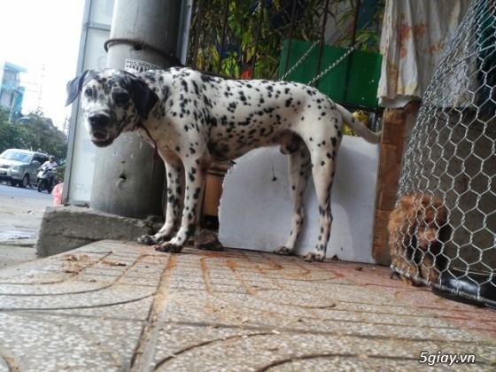 Chó - - tphcm bán bẹc giê lai , nhật lai ,pug ,poodle, đốm, fox hươu ...